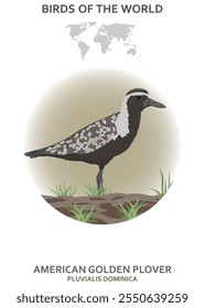 Plover dorado americano (Pluvialis dominica). Aves del mundo