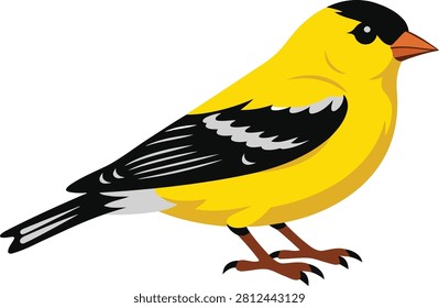 American goldfinch bird perched vector illustration, yellow songbird cartoon isolated