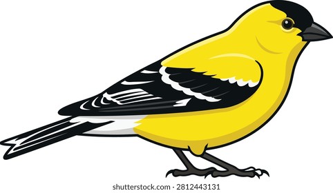 American goldfinch bird perched vector illustration, yellow songbird cartoon isolated
