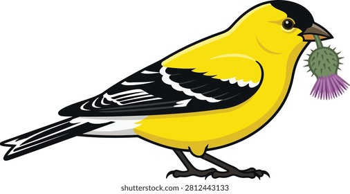 American goldfinch bird perched vector illustration, yellow songbird cartoon isolated
