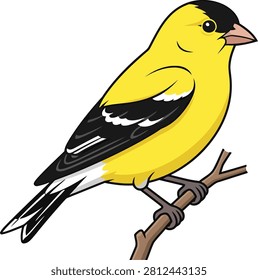 American goldfinch bird perched vector illustration, yellow songbird cartoon isolated