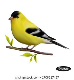 American Goldfinch isolated on a white background. Realistic goldfinch. Vector illustration 3D. Beautiful natural bird. Macro icon yellow bird on branch. Design for paper, banner, t-shirt, logo, print