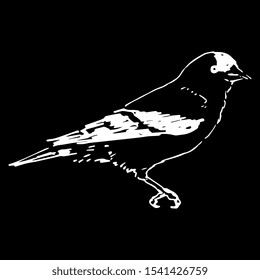 American goldfinch. (Spinus tristis). North American bird. Hand drawn linear sketch. White silhouette on black background. Isolated vector illustration.