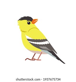 American goldfinch. Yellow bird in the finch family Cartoon flat beautiful character of ornithology, vector illustration isolated on white background.