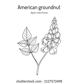 American groundnut, or potato bean (Apios americana), edible and medicinal plant. Hand drawn botanical vector illustration