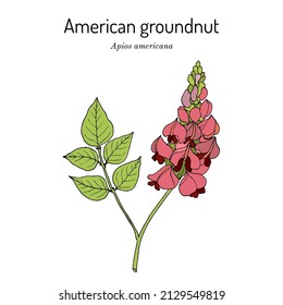 American groundnut, or potato bean (Apios americana), edible and medicinal plant. Hand drawn botanical vector illustration