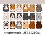 American Guinea pig clipart. All coat colors cavies set. Small Pet Rodents. Vector illustration