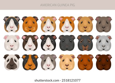 Clipart de porquinho-da-índia americano. Todas as cores do casaco cavies conjunto. Pequenos roedores de estimação. Ilustração vetorial