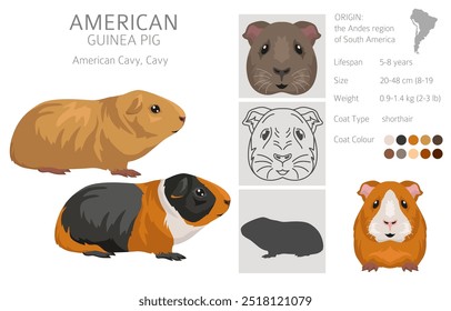 Clipart de porquinho-da-índia americano. Todas as cores do casaco cavies conjunto. Pequenos roedores de estimação. Ilustração vetorial