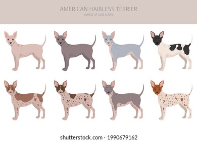 American hairless terrier all colours clipart. Different coat colors and poses set.  Vector illustration