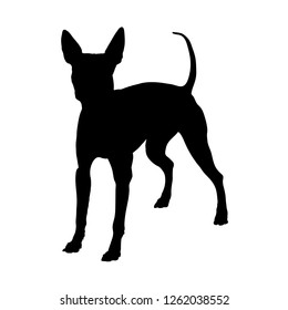 American Hairless Terrier on a white background. Silhouette. Vector illustration