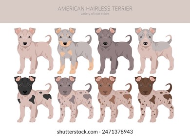 American hairless terrier puppy all colours clipart. Different coat colors and poses set.  Vector illustration
