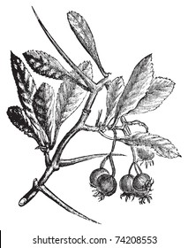 American Hawthorn or Crataegus crus-galli vintage engraving. Old engraved illustration. Also called cockspur hawthorn and cockspur thorn.