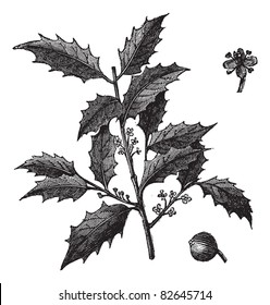 American Holly or Ilex opaca, vintage engraving. Old engraved illustration of American Holly, berry and flower isolated on a white background.  Trousset encyclopedia (1886 - 1891).