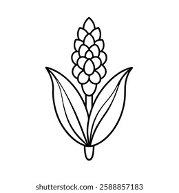 American hyacinth flower vector on white background