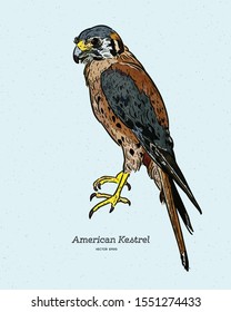 The American kestrel (Falco sparverius) is the smallest and most common falcon in North America. Hand draw sketch vector.