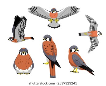 American Kestrel Falcon Bird Vários Poses Cartoon Vetor Personagem