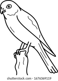 American Kestrel. Vector outline icon.