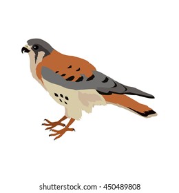 American kestrel vector. Predatory birds wildlife concept in flat style design. American fauna illustration for prints, posters, childrens books. Beautiful falcon bird seating isolated on white.