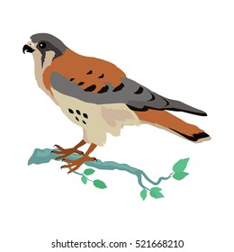 American kestrel vector. Predatory birds wildlife concept in flat style design. American fauna illustration for prints, posters, childrens books illustrating. Beautiful falcon bird seating isolated