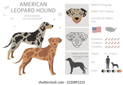 American leopard hound all coat colors clipart. All dog breeds infographic.  Vector illustration