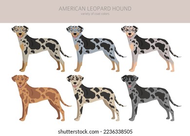 American leopard hound all coat colors clipart. All dog breeds infographic.  Vector illustration