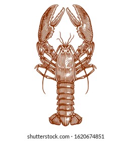 American lobster crayfish vector engraving hand drawing illustration