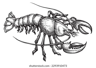 American lobster, seafood. Crustacean aquatic animal in vintage engraving style. Sketch vector illustration