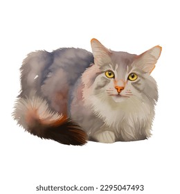american longhair cat with style hand drawn watercolor digital painting illustration