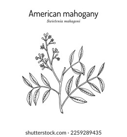 American mahogany (Swietenia mahagoni), ornamental and medicinal plant. Hand drawn botanical vector illustration