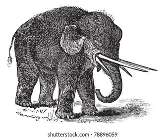 mastodonte americano o Mammut americanum o Mastodon giganteus, grabado vintage. Vieja ilustración de mastodonte estadounidense.  Enciclopedia Trousset (1886-1891)