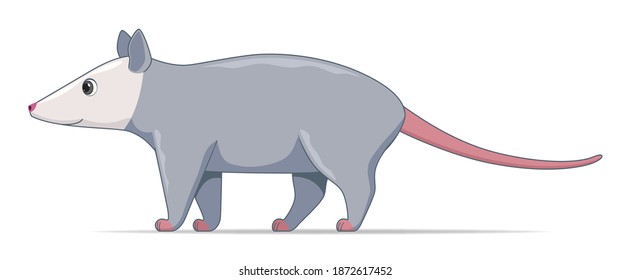 American opossum animal standing on a white background. Cartoon style vector illustration