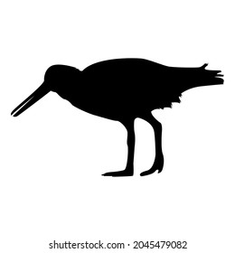 American Oystercatcher Silhouette, Haematopus palliatus