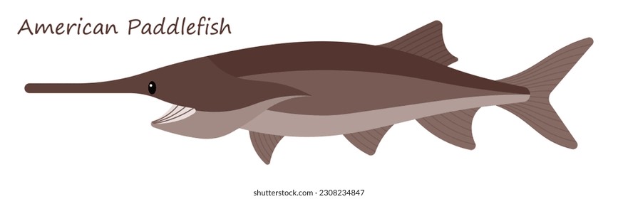 American Paddlefish (Polyodon spathula) cute animal in colorful cartoon style isolated on white background. Vector graphics. It is also regularly called the Mississippi Paddlefish.