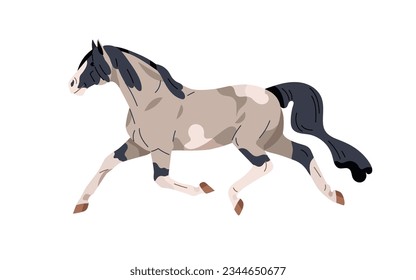 American Paint horse galloping. Stallion, equine animal running fast, movement, action pose. Spotted thoroughbred steed, racehorse profile. Flat vector illustration isolated on white background