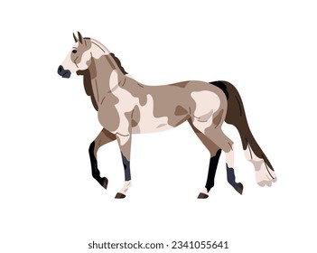 Raza de caballo Pinto americano. Trotando el perfil de Stallion, caminando. Hermoso corcel, animal equino manchado con abrigo molido, vista lateral. Ilustración vectorial plana aislada en fondo blanco