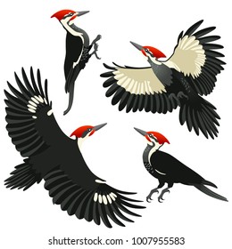 American pileated woodpeckers are sitting and flying on white background in cartoon style
