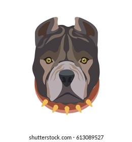 American Pit Bull breed puppy in dog collar