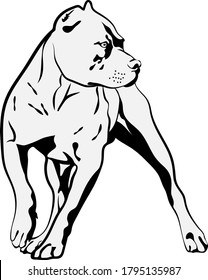 American Pit Bull Svg, Terrier Svg Files For Cricut svg