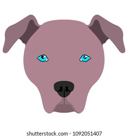 American pit bull terrier avatar