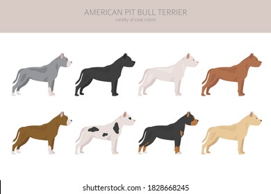 American pit bull terrier dogs set. Color varieties, different poses. Dogs infographic collection. Vector illustration