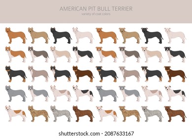 American pit bull terrier dogs clipart. Color varieties, infographic. Vector illustration