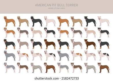 American pit bull terrier dogs clipart. Color varieties, infographic. Vector illustration