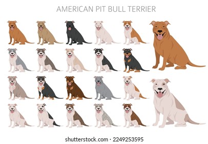 American pit bull terrier dogs clipart. Color varieties, infographic. Vector illustration