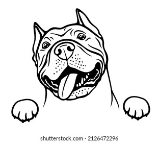 American pit bull terrier, pet portrait