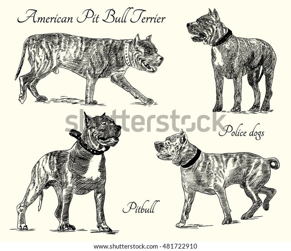 Immagine Vettoriale Stock 481722910 A Tema American Pit Bull