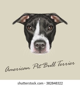 American Pit Bull Terrier Portrait. Vector illustrated portrait of Dog on grey background.