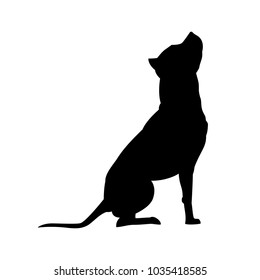 American Pit Bull Terrier silhouette isolated on white background dog vector illustration
