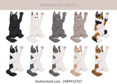 American Polydactyl cat clipart. All coat colors set.  All cat breeds characteristics infographic. Vector illustration