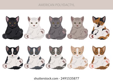 In: American Polydactyl Cat Clipart. Alle Fellfarben gesetzt.  Alle Eigenschaften der Katzenrasse Infografik. Vektorillustration